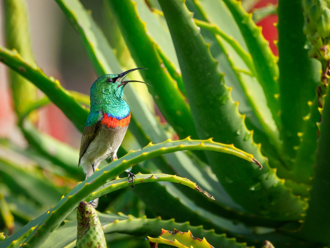 The Amazing Benefits of Aloe Vera for Skin and Hair Care